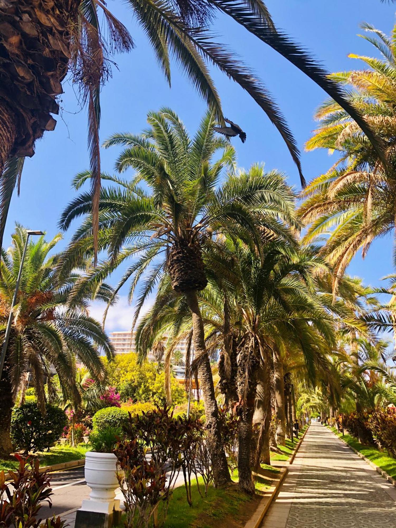 Palm Avenue - Adults Only - Leilighet *